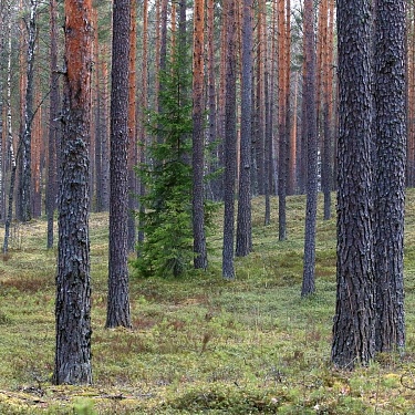 Наедине со всеми