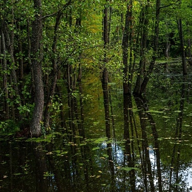 Лес, затопленный бобрами