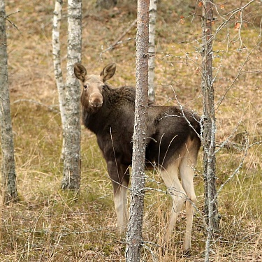 Лось