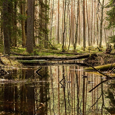 Весенний лес