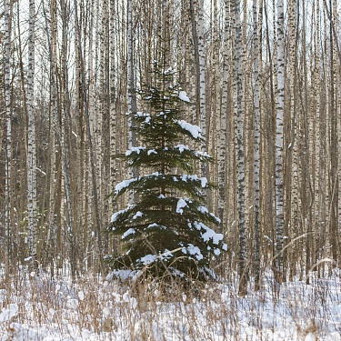 Елочка