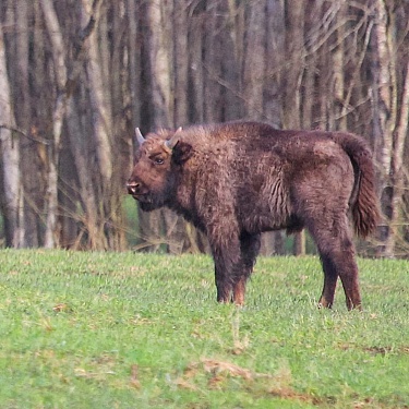 Зубр