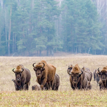 Зубры