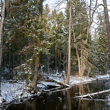 Речка в зимнем лесу