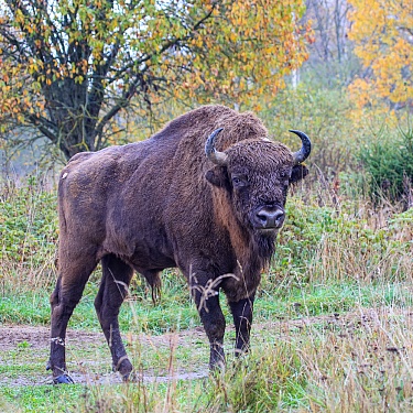 Зубр. Фото Н. Лакотко