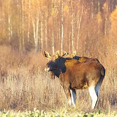 Лоси