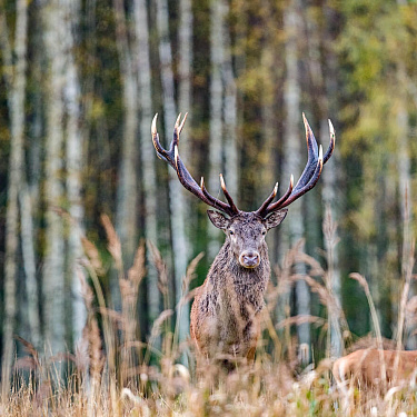 Олень