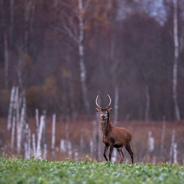 Олень