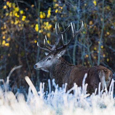 Олень
