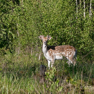 Лань