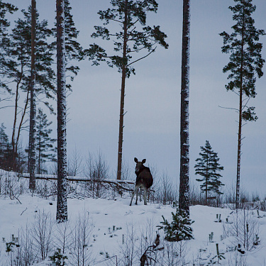 Лоси