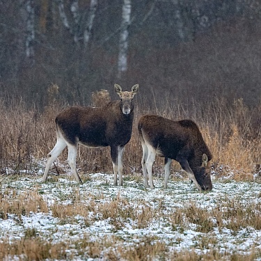 Фото Сергея Плыткевича