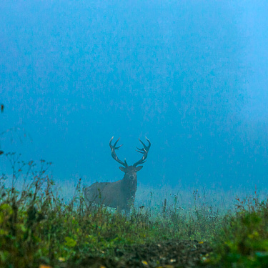 Олень