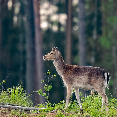 Лань