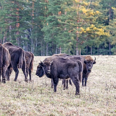 Зубры