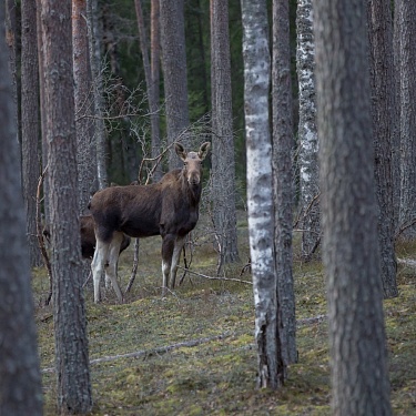 Лоси