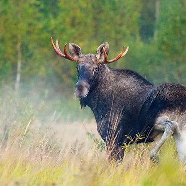 Лось