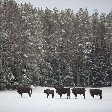 Снег. Зима.